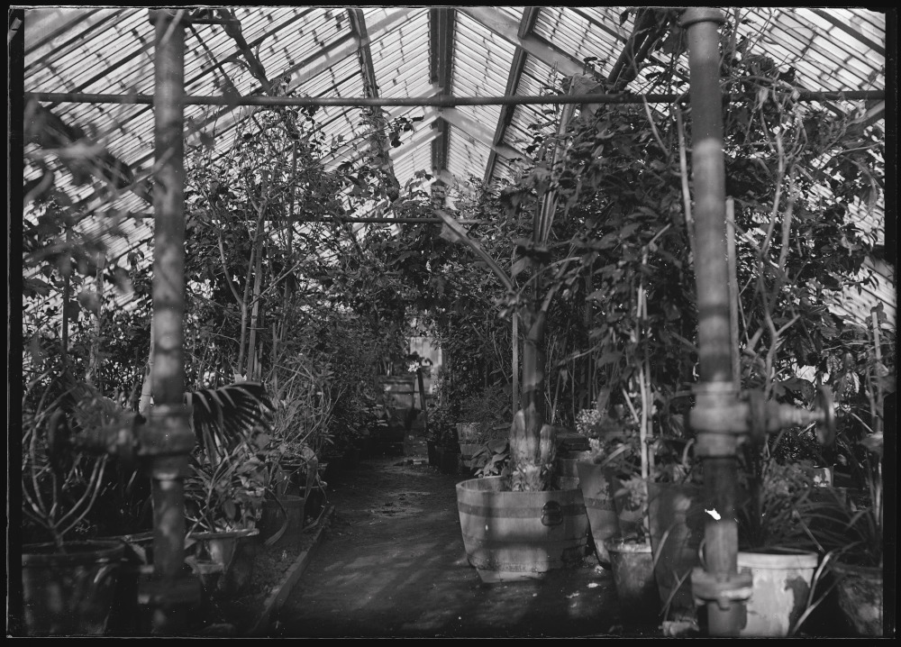 Black and white photograph of glass roofed building with center aisle and large potted trees and shrubs on either side, with pipes running through the structure.